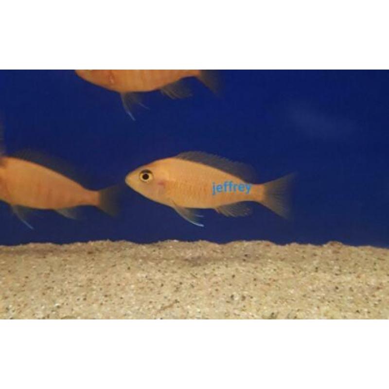 ?? malawi cichlide ?? aulonocara fire fish ??