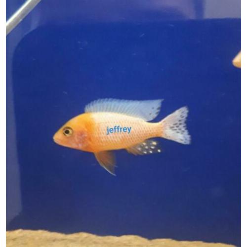 ?? malawi cichlide ?? aulonocara fire fish ??