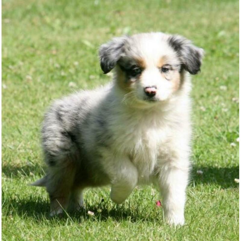 Border collie pups te koop