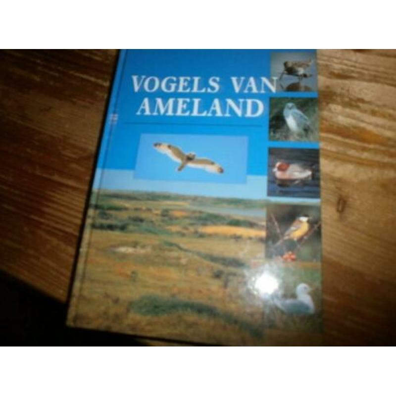 vogels van ameland compleet overzicht met fotos