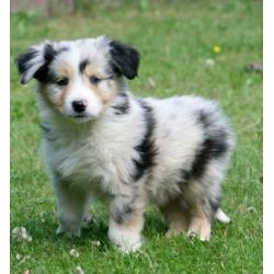 Border collie pups te koop
