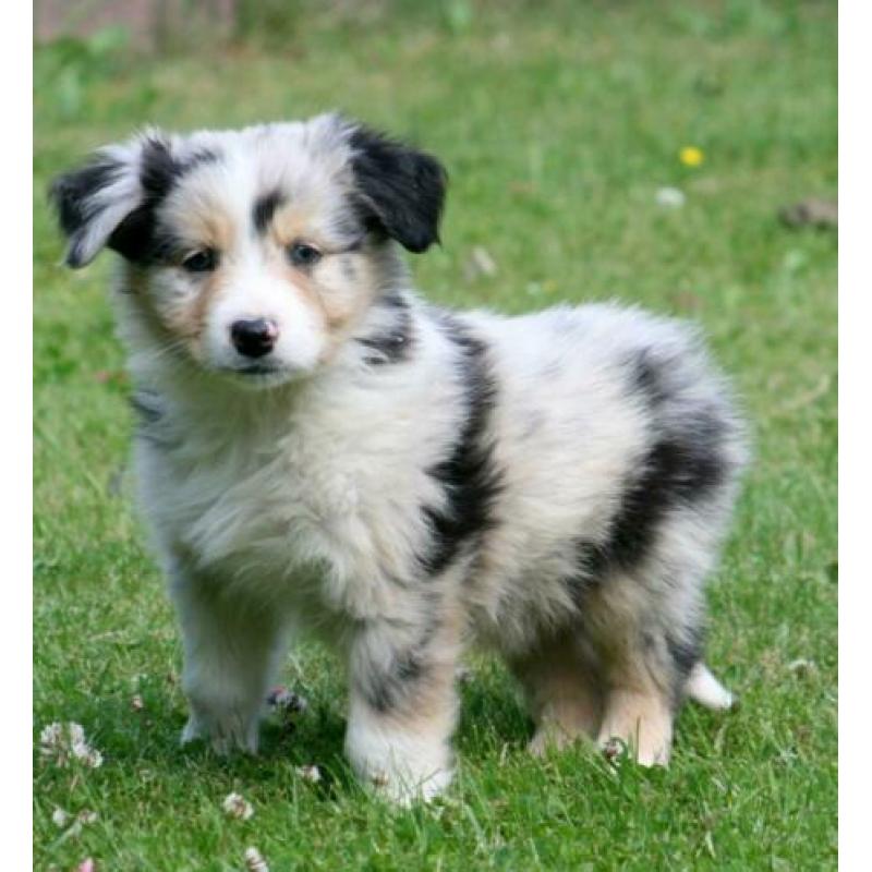 Border collie pups te koop