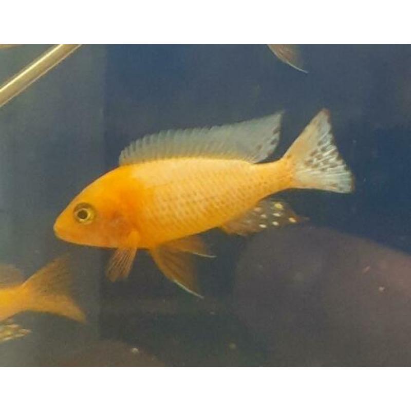 ?? malawi cichlide ?? aulonocara fire fish ??