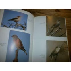 vogels van ameland compleet overzicht met fotos