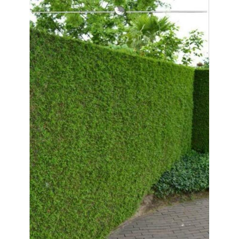 Tuinman met teveel tijd