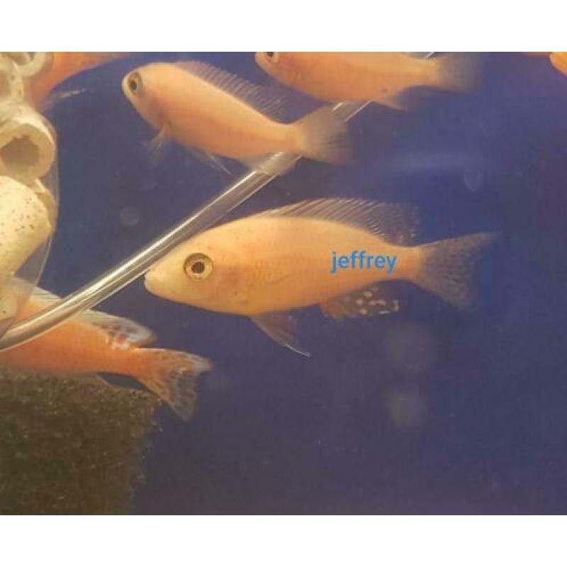 ?? malawi cichlide ?? aulonocara fire fish ??