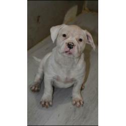 American bully pitbull xl pups met abkc stamboom