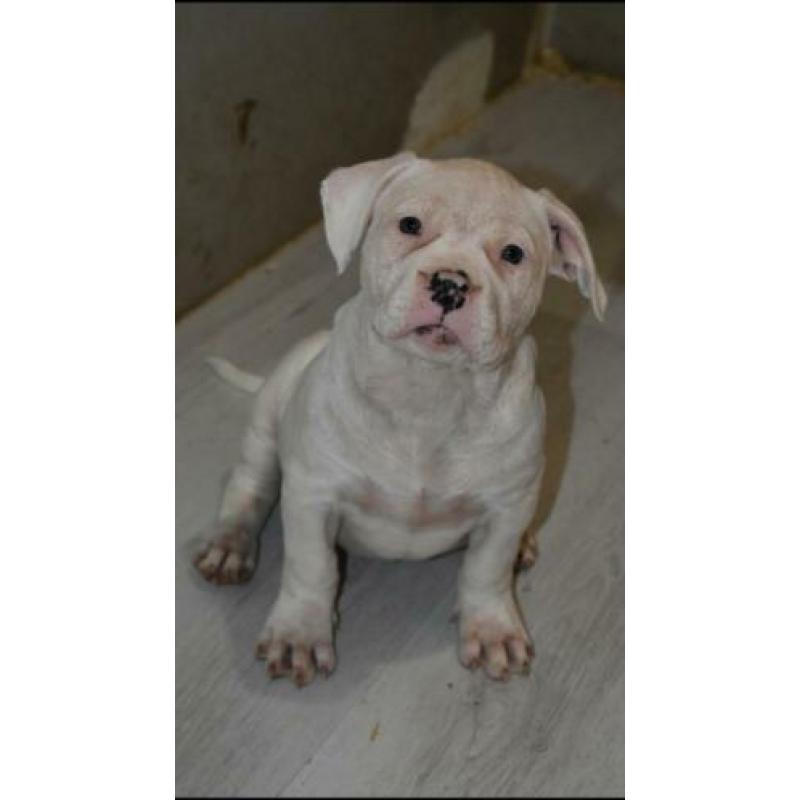 American bully pitbull xl pups met abkc stamboom