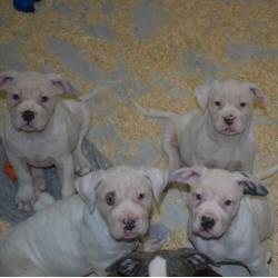 American bully pitbull xl pups met abkc stamboom