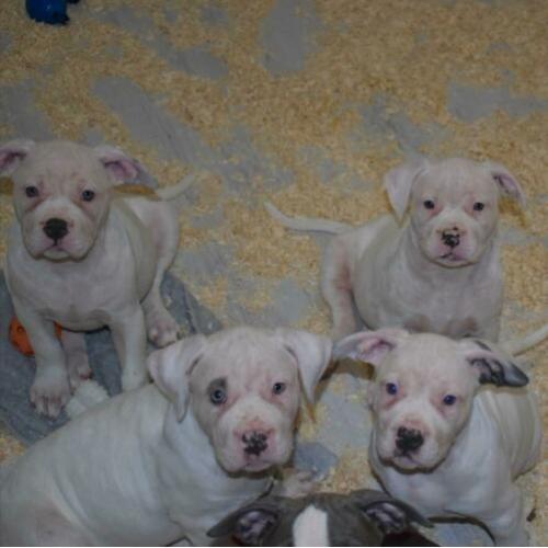 American bully pitbull xl pups met abkc stamboom