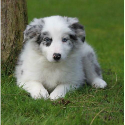Border collie pups te koop