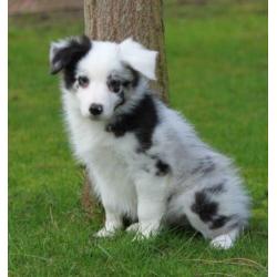 Border collie pups te koop