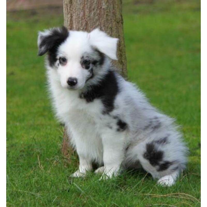 Border collie pups te koop
