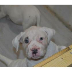 American bully pitbull xl pups met abkc stamboom
