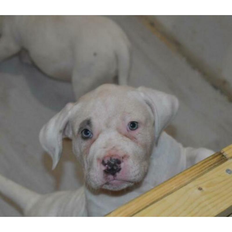 American bully pitbull xl pups met abkc stamboom
