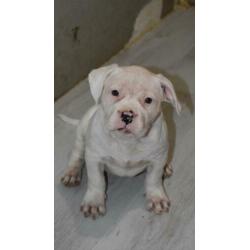 American bully pitbull xl pups met abkc stamboom