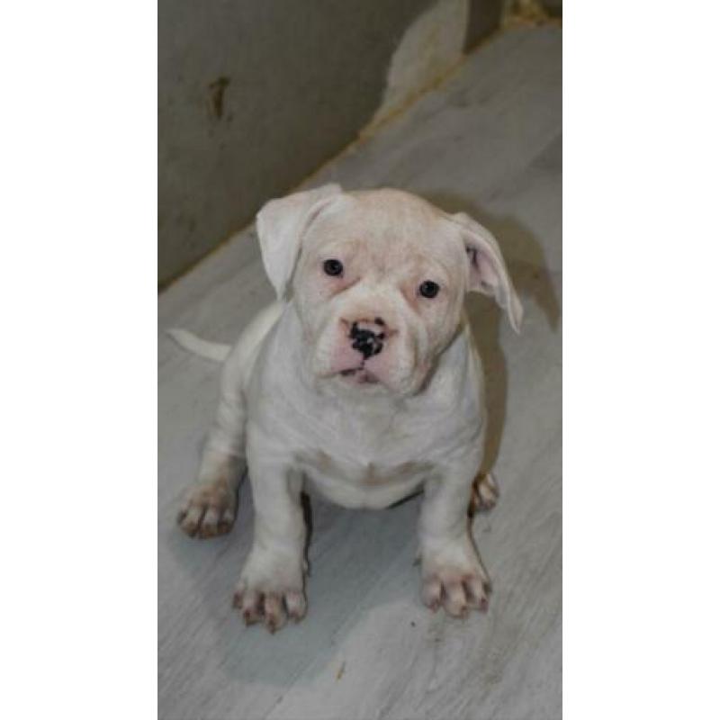American bully pitbull xl pups met abkc stamboom