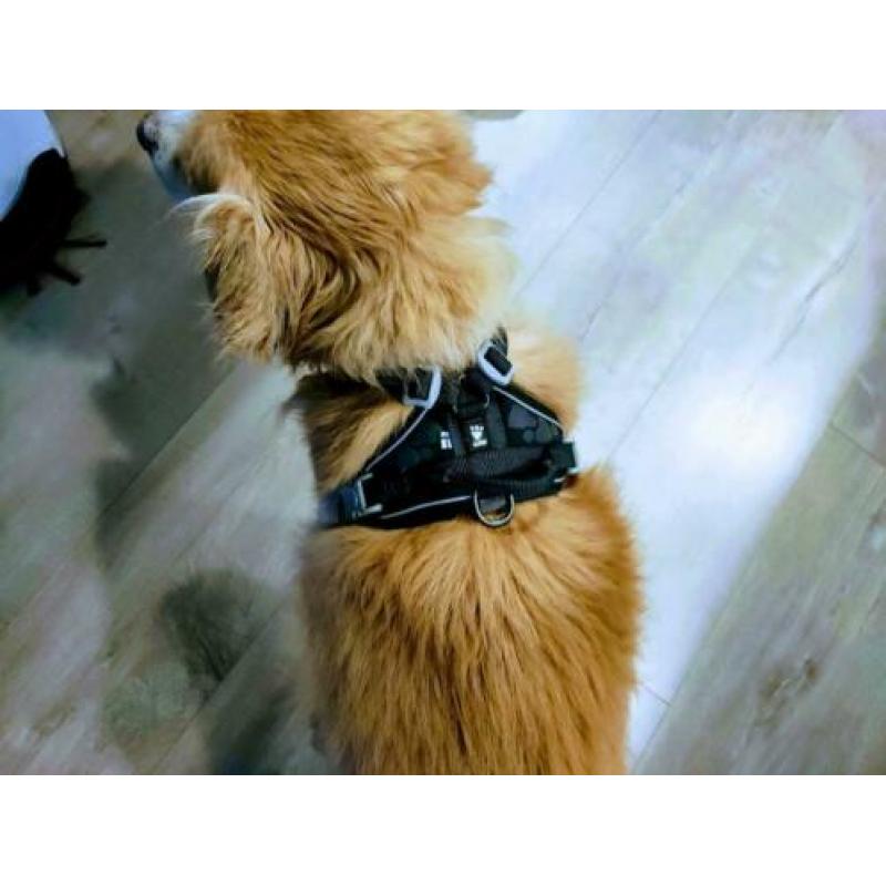 Tuigje - Hurtta Weekend Warrior harness Mt 40-45 cm