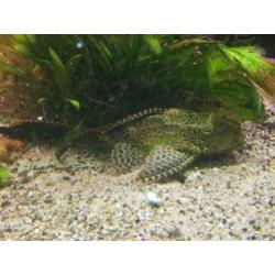 Aangeboden mooi bestand Ciclas en Arowana