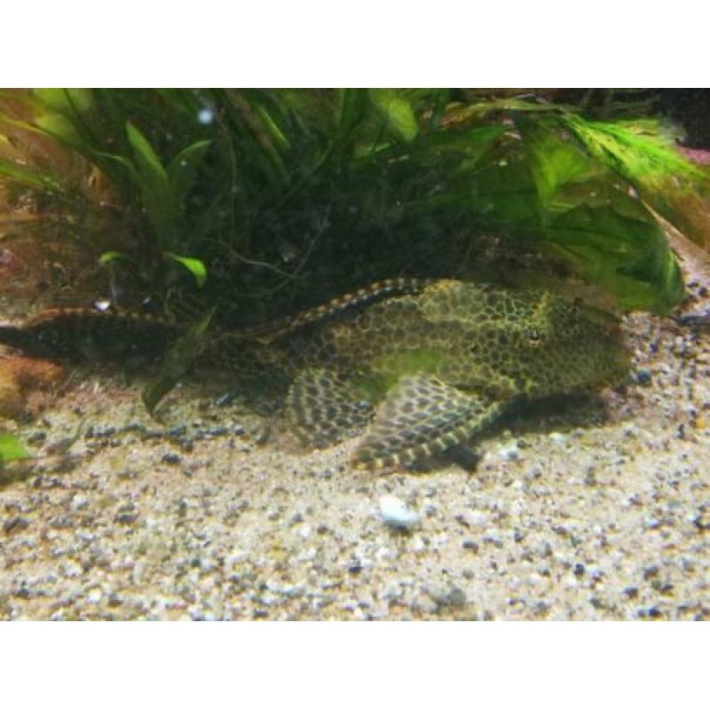 Aangeboden mooi bestand Ciclas en Arowana