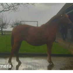 Te koop welsh B keur merrie 1.32