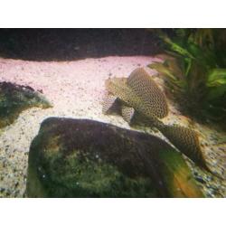 Aangeboden mooi bestand Ciclas en Arowana