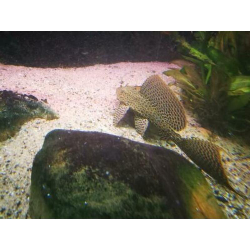 Aangeboden mooi bestand Ciclas en Arowana