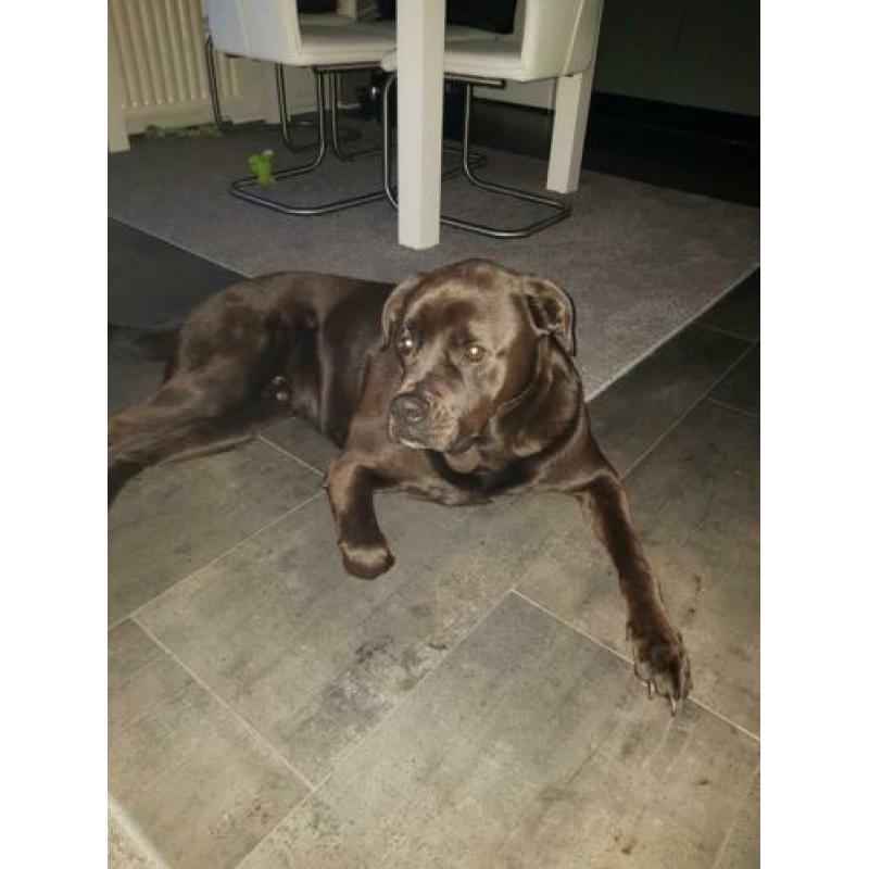 Te koop lieve kruizing rottweiler en buldog