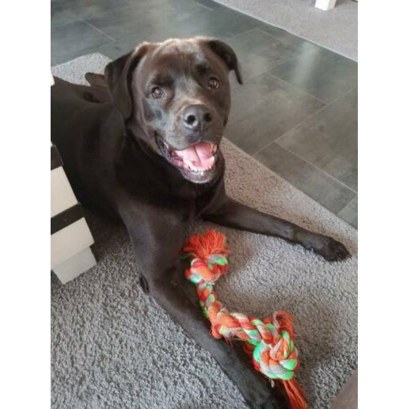 Te koop lieve kruizing rottweiler en buldog