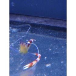 Stenopus cyanoscelis