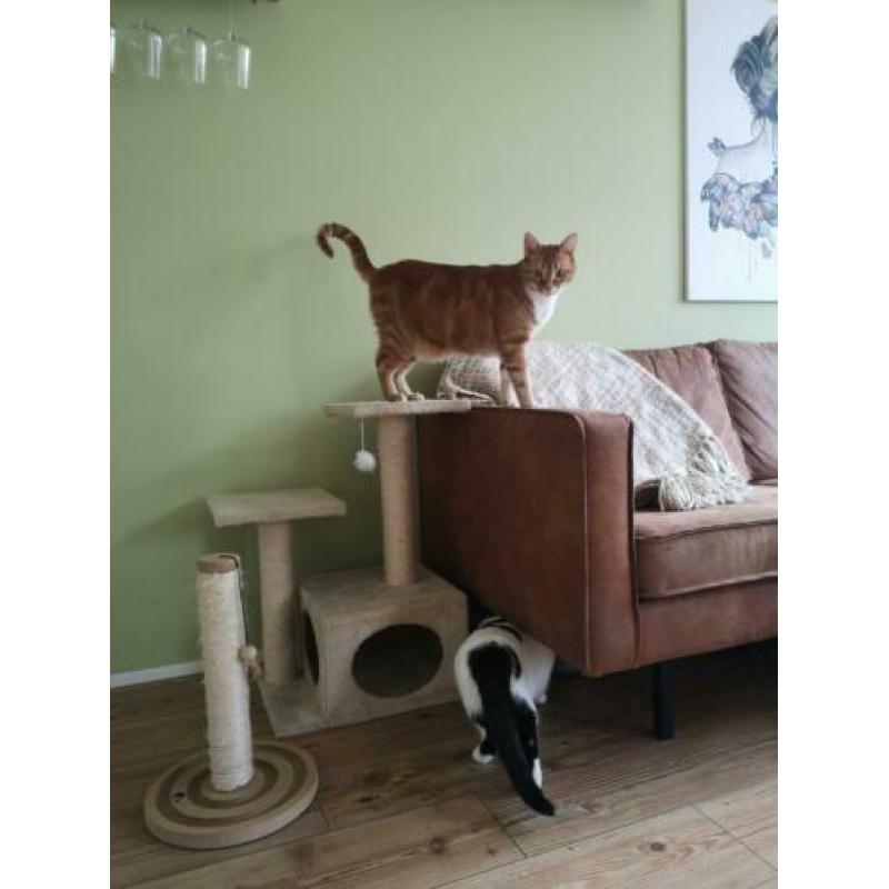 Krabpaal set (ideaal voor kittens, maar ook voor katten)