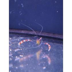 Stenopus cyanoscelis