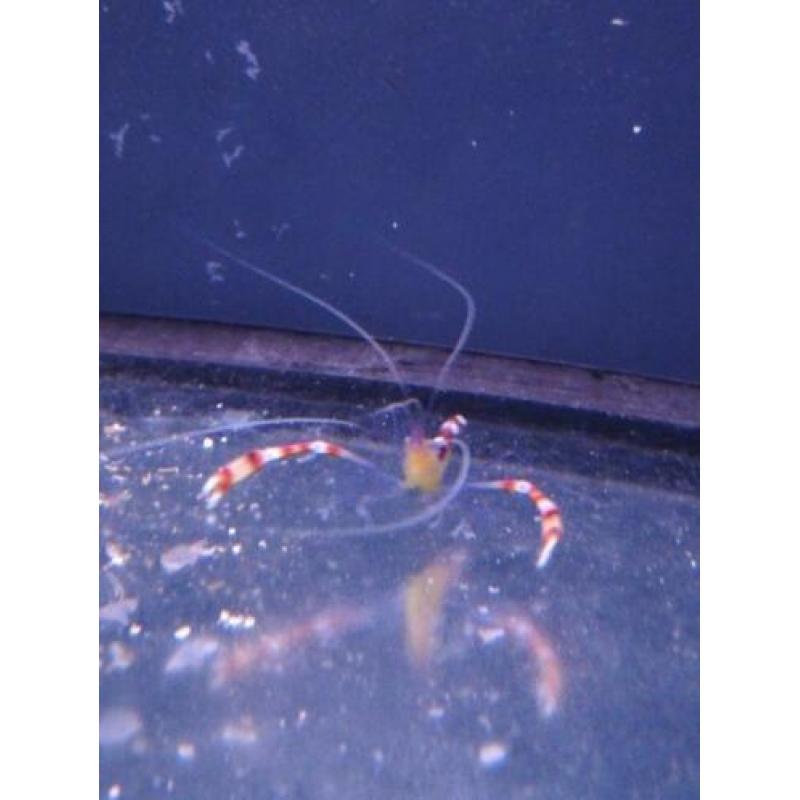 Stenopus cyanoscelis