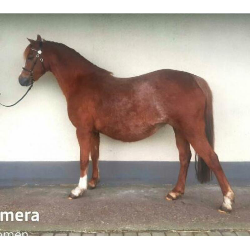 Te koop welsh B keur merrie 1.32