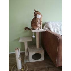 Krabpaal set (ideaal voor kittens, maar ook voor katten)