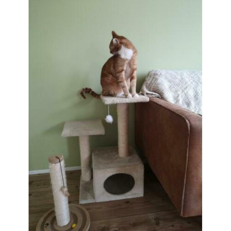 Krabpaal set (ideaal voor kittens, maar ook voor katten)