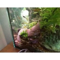 Ciano aquarium met vissen