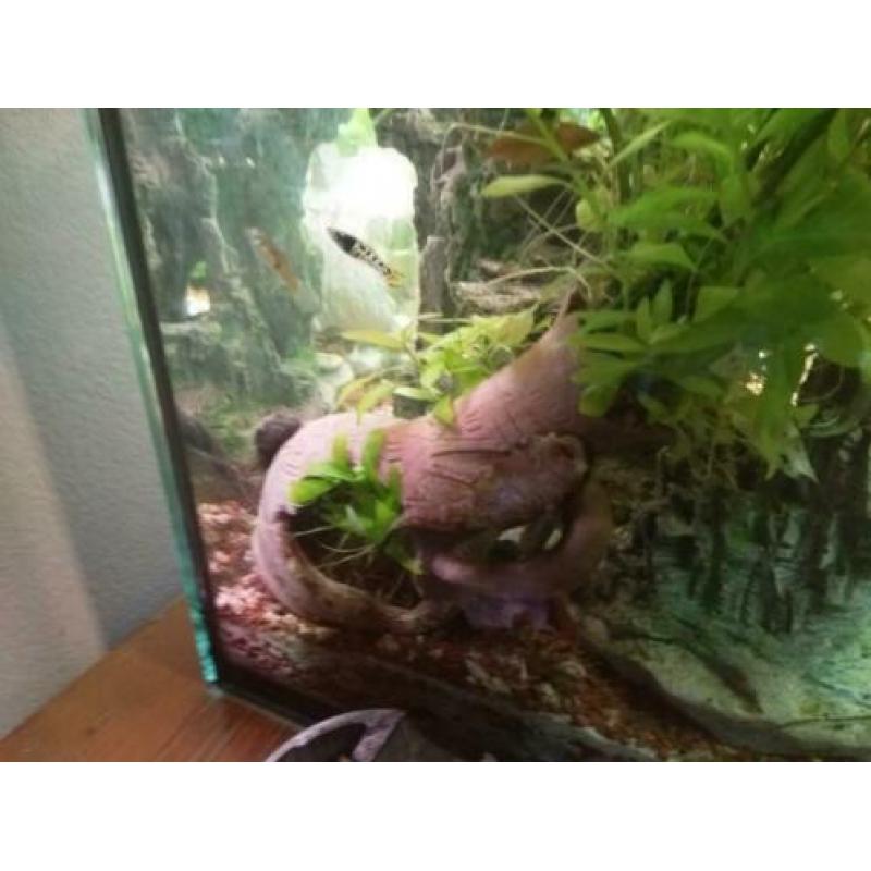 Ciano aquarium met vissen