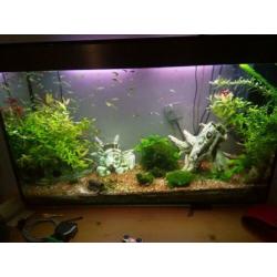 Ciano aquarium met vissen