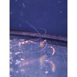 Stenopus cyanoscelis