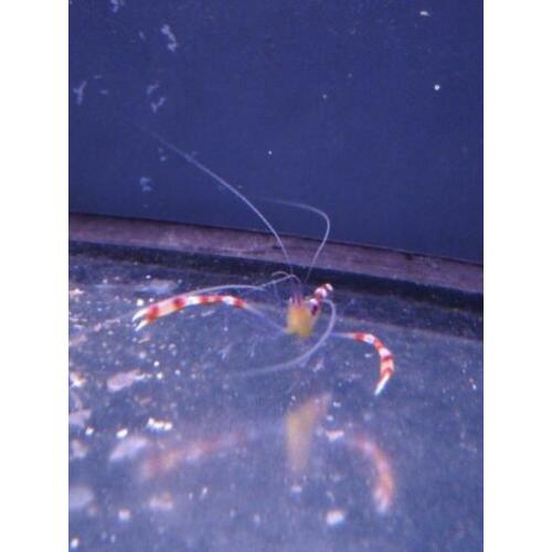 Stenopus cyanoscelis