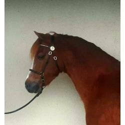 Te koop welsh B keur merrie 1.32