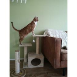 Krabpaal set (ideaal voor kittens, maar ook voor katten)