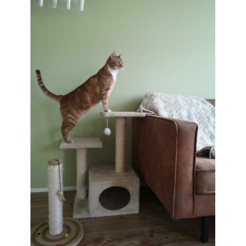 Krabpaal set (ideaal voor kittens, maar ook voor katten)