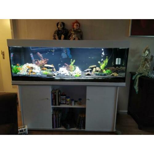 juwel 450 aquarium