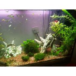 Ciano aquarium met vissen