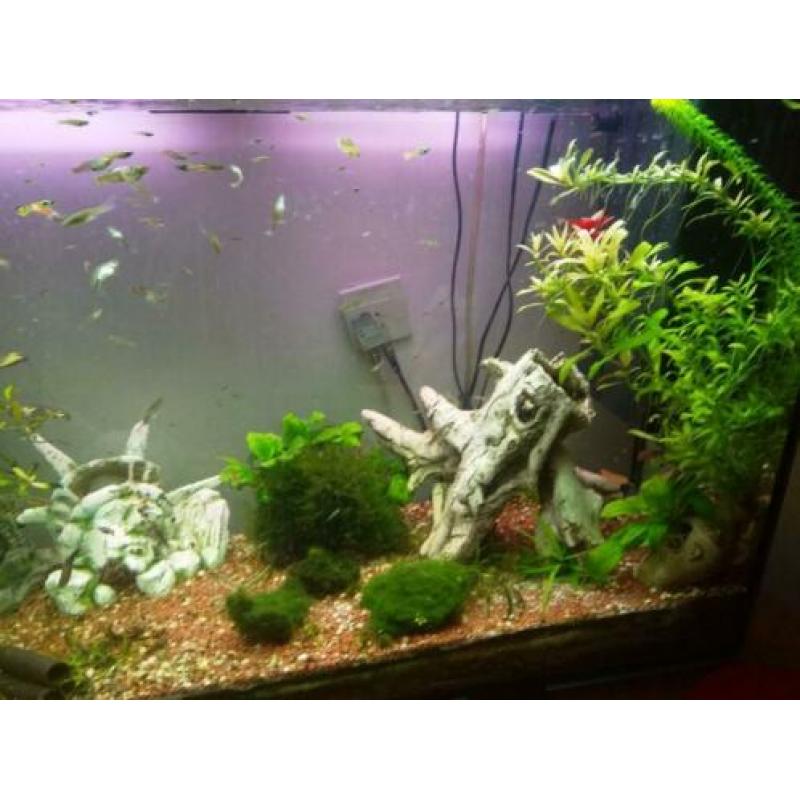 Ciano aquarium met vissen