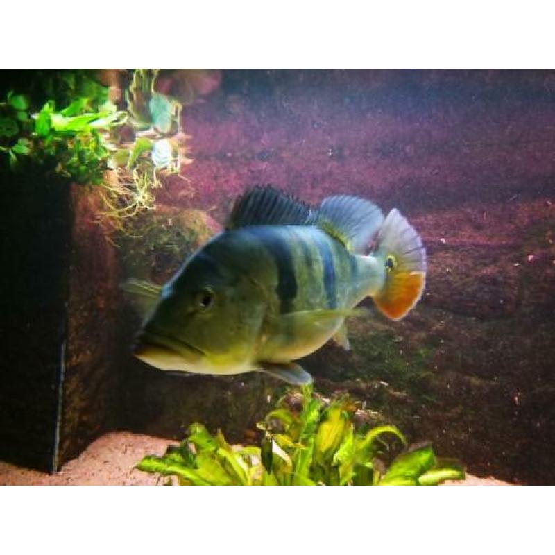Aangeboden mooi bestand Ciclas en Arowana
