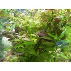 Ciano aquarium met vissen