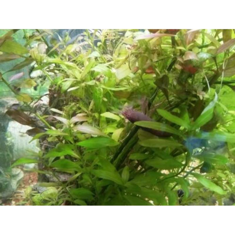 Ciano aquarium met vissen